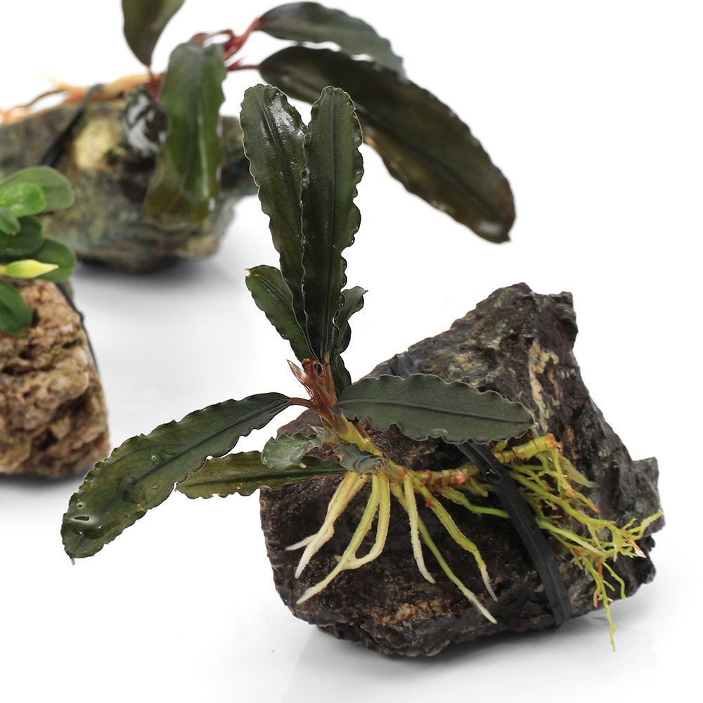 （水草）巻きたて　おまかせブセファランドラ　風山石ＳＳサイズ（水上葉）（３個）　ＣＲＣ12―71―20―00―00 5,244円