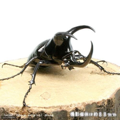 （昆虫）モーレンカンプオオカブトムシ　ボルネオ産　成虫　ＷＤ　９０ー９４ｍｍ（１ペア）　北海道・九州航空便要保温　ＣＲＣ18―25―10―20―10