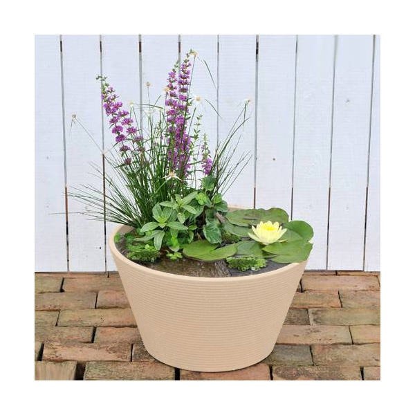 （ビオトープ）（めだか）はじめての睡蓮セット（睡蓮黄＋メダカ睡蓮鉢ベージュ＋ヒメダカ＋浮き草他）１セット　説明書付　本州四国限定　ＣＲＣ15―10―20―30―20