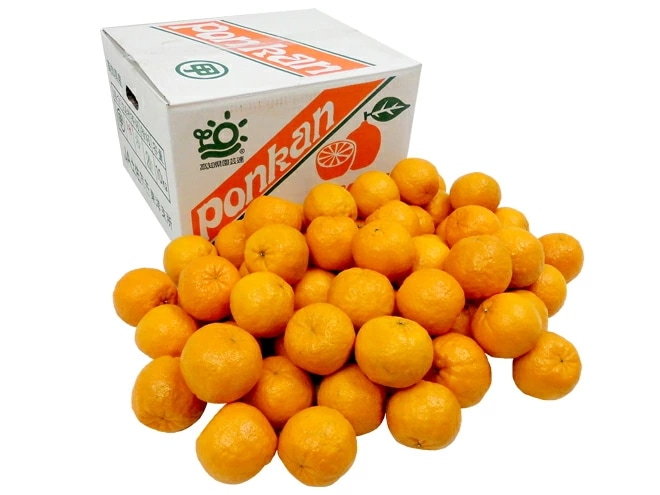 =ぽんかん= 秀品 2L-3Lサイズ 約10kg 産地厳選 ポンカン 予約 1月中下旬以降 5,502円
