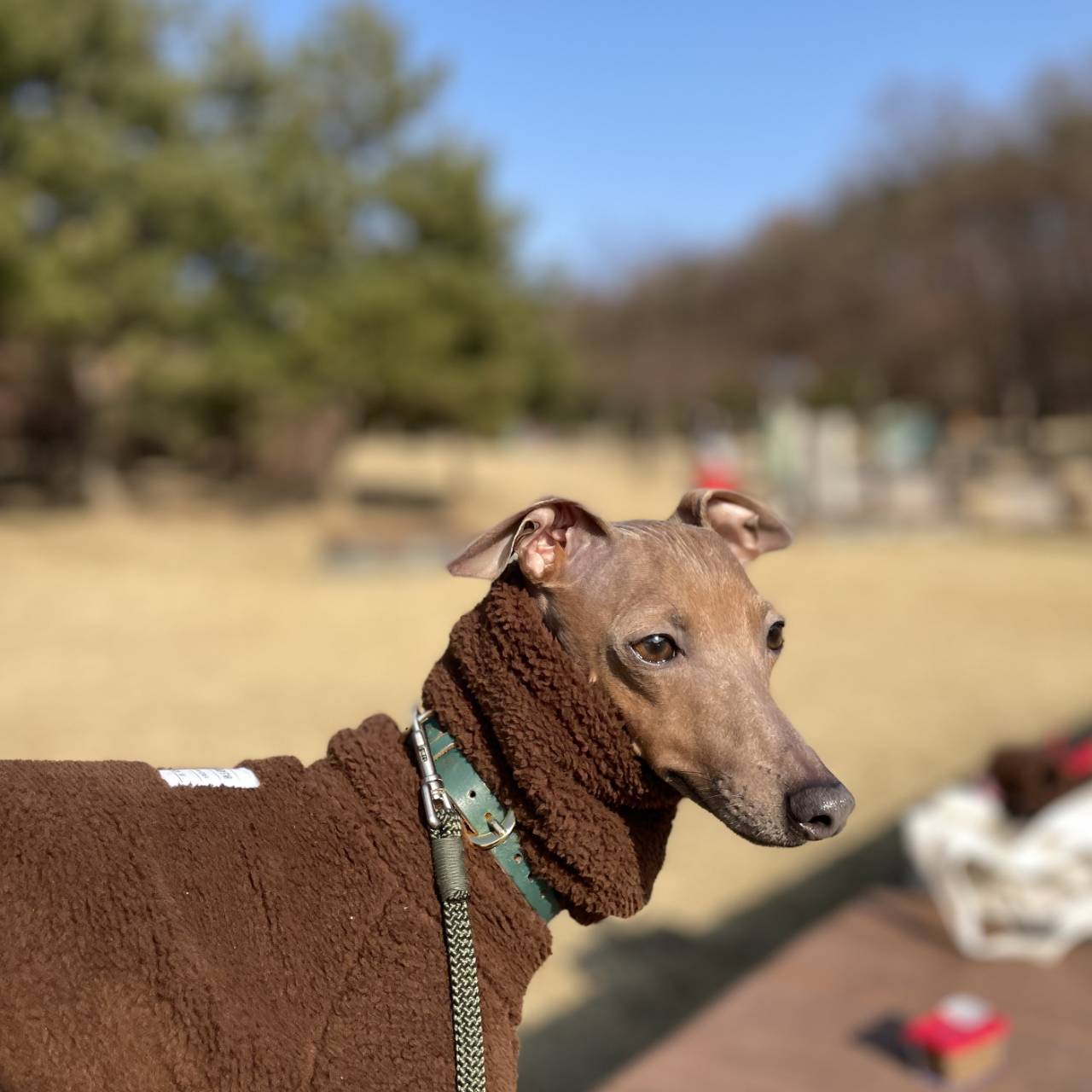 ベドリントンテリア服 2XL ボア フリース ロンパース 大型犬 春夏秋冬 イタリアングレーハウンド服 犬服