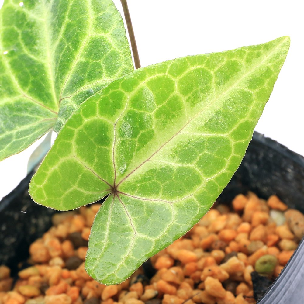 （山野草）サイシン（細辛）大武山サイシン　亀甲　台湾産　（休眠状態）３号（１ポット）古典園芸　ＣＲＣ15―35―40―00―00