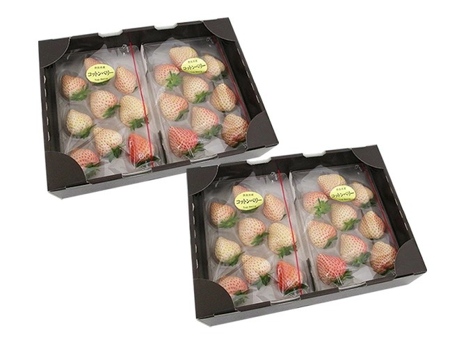 奈良県産 =白いちご コットンベリー= 2pcx2箱 （1pcあたり9-15粒前後 約250g） 予約 1月下旬以降