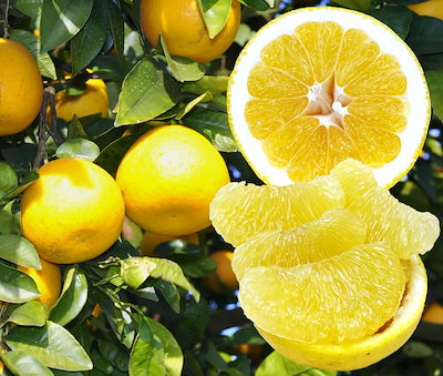 【愛媛県産】訳あり 不揃い　河内晩柑１０ｋｇ 柑...のサムネイル