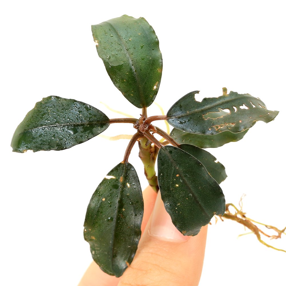 （水草）ブセファランドラｓｐ．ティア８（水上葉）（１株）　ＣＲＣ12―30―54―00―00