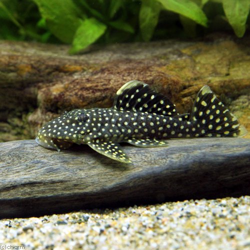 （熱帯魚）オレンジフィン・カイザープレコ　Ｍサイズ（約１０ー１５ｃｍ）（ワイルド）（１匹）　北海道・九州航空便要保温　ＣＲＣ13―44―40―00―00