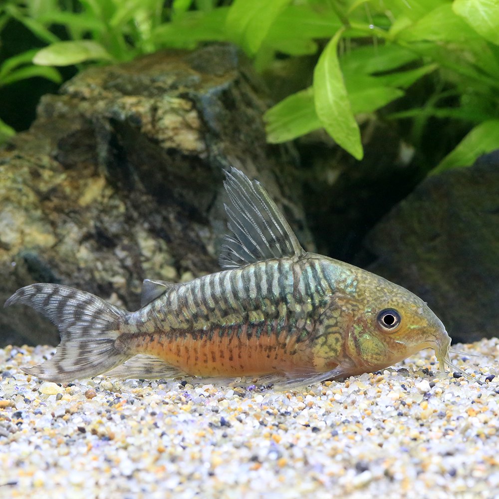 （熱帯魚）コリドラス・ゲリー（１匹）　北海道・九州航空便要保温　ＣＲＣ13―36―30―00―00