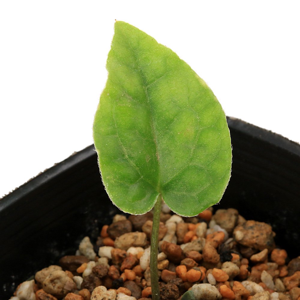 （山野草）カンアオイ（寒葵）アサルム　ペテロッティ　ベトナム　タムダオ産（Ａｓａｒｕｍ　ｐｅｔｅｌｏｔｉｉ　紅金耳環）　３号（１ポット）　ＣＲＣ15―35―40―00―00