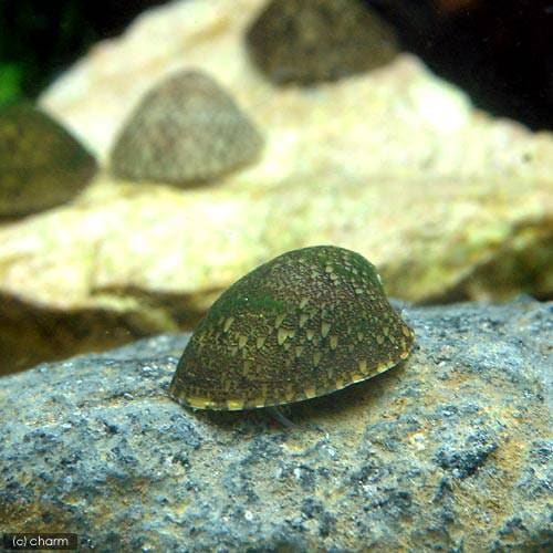 （エビ・貝）フネアマ貝（３０匹）　ＣＲＣ13―80―11―00―00