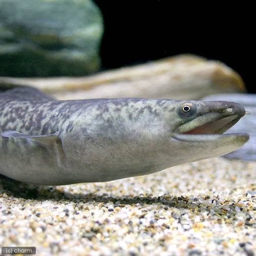 （淡水魚）オオウナギ　Ｌサイズ（１匹）　北海道・九州航空便要保温　ＣＲＣ60―30―40―00―00