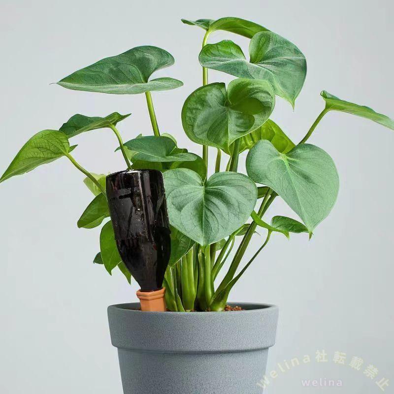 自動水やり器４個セットペットボトル対応給水キャップ　XXXXX　留守中のプランター野菜植物へ節水給水くり返し使える根元にしっかり潅水観葉植物にも対応