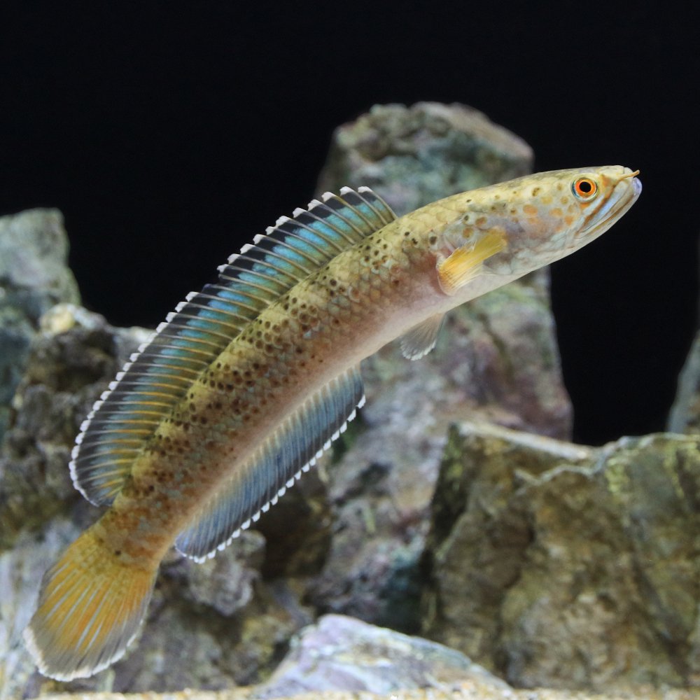 （熱帯魚）チャンナｓｐ．インセイン（１匹）　北海道・九州航空便要保温　ＣＲＣ13―32―20―00―00