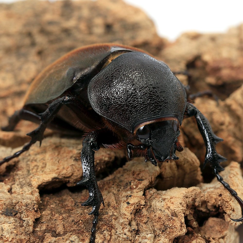 （昆虫）（メス単品）モーレンカンプオオカブトムシ　ボルネオ産　成虫　ＷＤ　サイズフリー（１匹）　北海道・九州航空便要保温　ＣＲＣ18―25―10―30―00