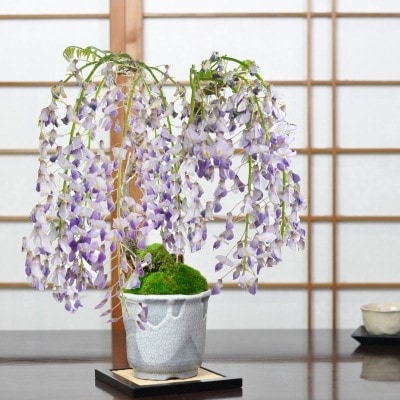 藤盆栽 ミニ藤 2本立ち 信楽焼 雪割草鉢 4号 盆栽 藤 人気 花芽 ミニ盆栽 花見 四季 鉢植 お祝い プレゼント 鉢花 贈り物