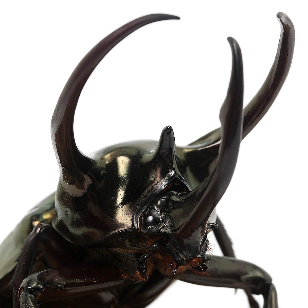 （昆虫）アトラスオオカブトムシ（亜種ｈｅｓｐｅｒｕｓ）ミンダナオ産　成虫　ＷＤ　９５ー９９ｍｍ（１ペア）　北海道・九州航空便要保温　ＣＲＣ18―25―10―20―10