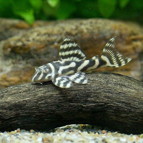 （熱帯魚）ロイヤルキングアレンカー・ペコルティア（ブリード）（１匹）　北海道航空便要保温　ＣＲＣ13―44―20―00―00