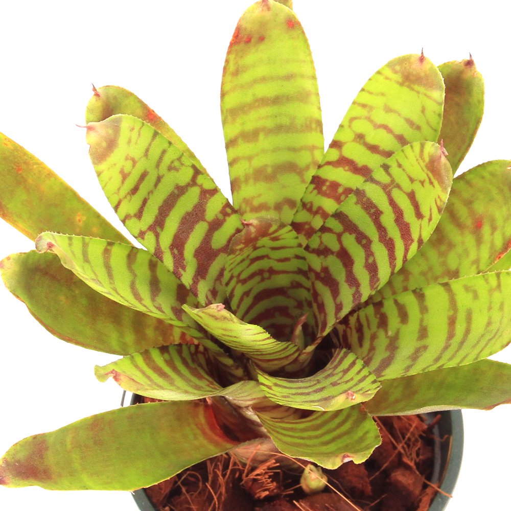 （観葉植物）ネオレゲリア　’フィーバーピッチ’　タイ産　発根管理中　３号（１鉢）タンクブロメリア　ＣＲＣ15―30―20―22―00