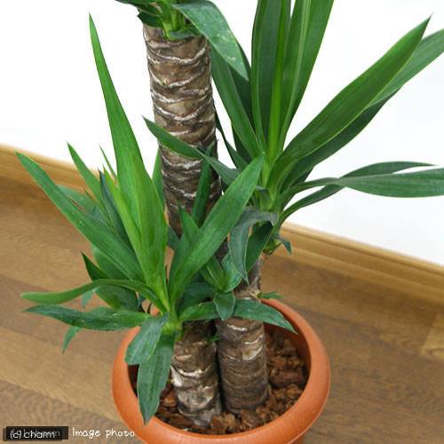 （観葉植物）大型　インテリア　ユッカ　青年の木　３本立　７号（１鉢）　ＣＲＣ15―30―10―30―00観葉植物