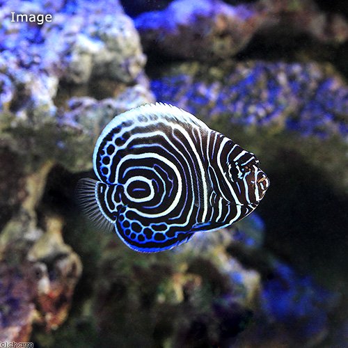 （海水魚）ヤッコ　インドネシア産　ウズマキヤッコ　Ｓサイズ（１匹）　北海道・九州航空便要保温　ＣＲＣ26―30―05―30―00