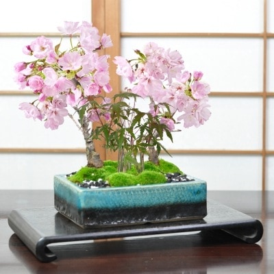 盆栽 桜 山もみじ桜ともみじの寄植え ブルーガラス 6号 信楽焼作家鉢 ミニ桜 ミニ山もみじ 旭山桜 一才桜 ミニ盆栽 お花見 鉢植 お祝い プレゼント 鉢花 贈り物 サクラ 桜特集 盆栽妙