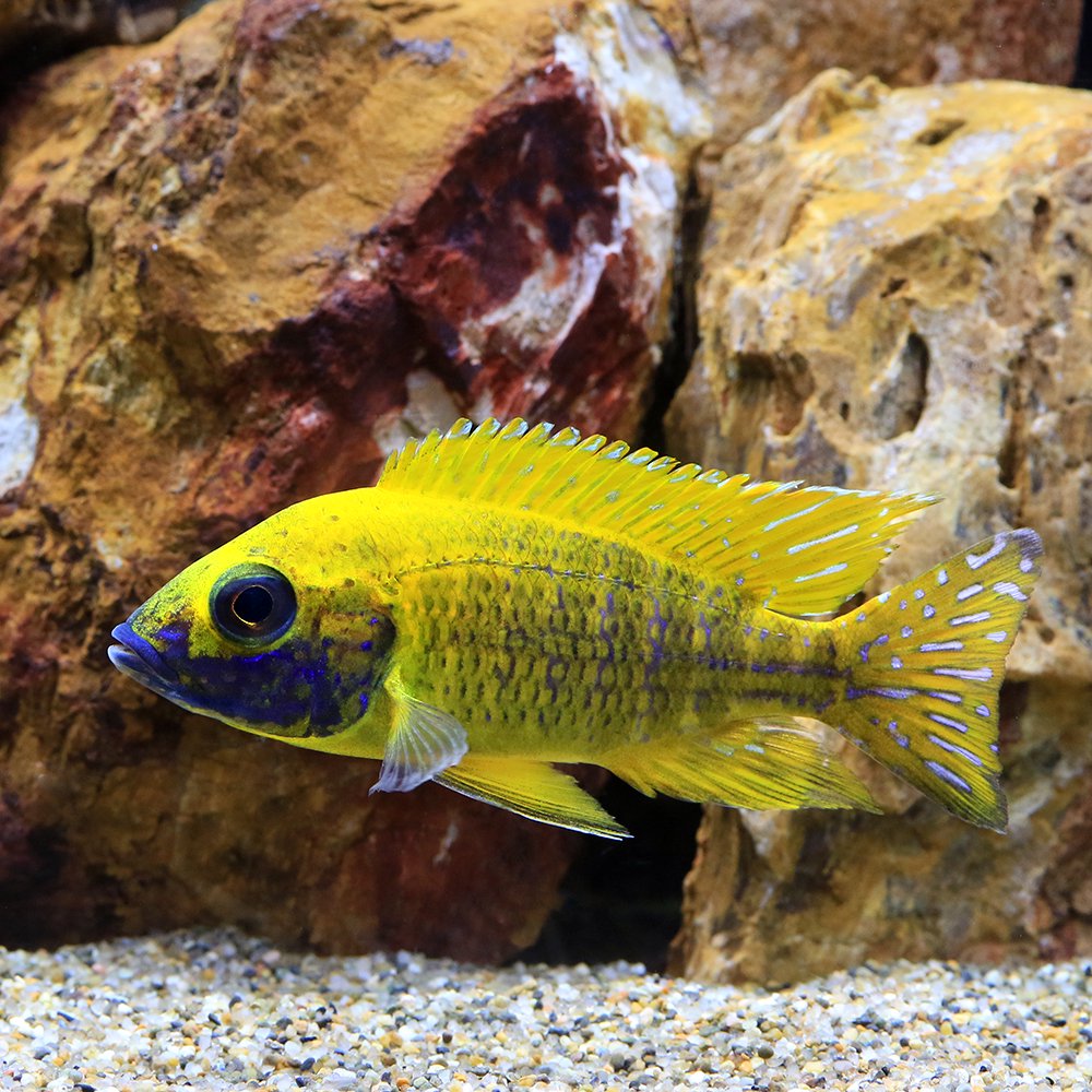 （熱帯魚）アウロノカラ　バエンシー　ベンガ（１匹）　北海道・九州航空便要保温　ＣＲＣ13―28―52―00―00