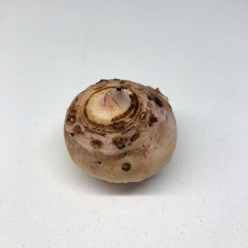 （山野草）テンナンショウ（天南星）Ａｒｉｓａｅｍａ　ｆｒａｎｃｈｅｔｉａｎｕｍ　１球入り　３号（１ポット）　ＣＲＣ15―35―45―00―00