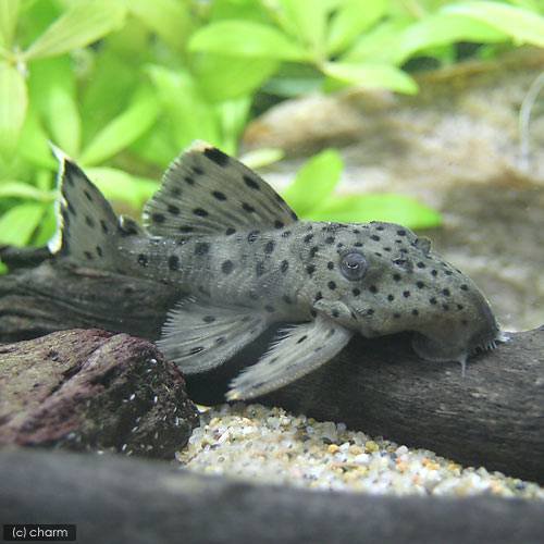 （熱帯魚）グレイ・トリム（ワイルド）（１匹）　北海道航空便要保温　ＣＲＣ13―44―50―00―00