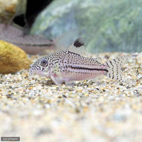 （熱帯魚）コリドラス・ジュリー　ロンドニア（ワイルド）（３匹）　北海道・九州航空便要保温　ＣＲＣ13―36―20―00―00 9,584円