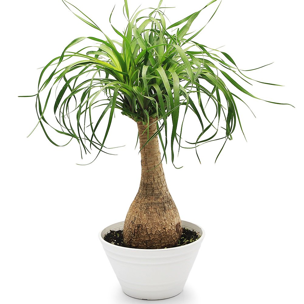 （観葉植物）トックリラン　ノリナ　ポニーテール　７号（１鉢）　ＣＲＣ15―60―75―00―00 7,111円