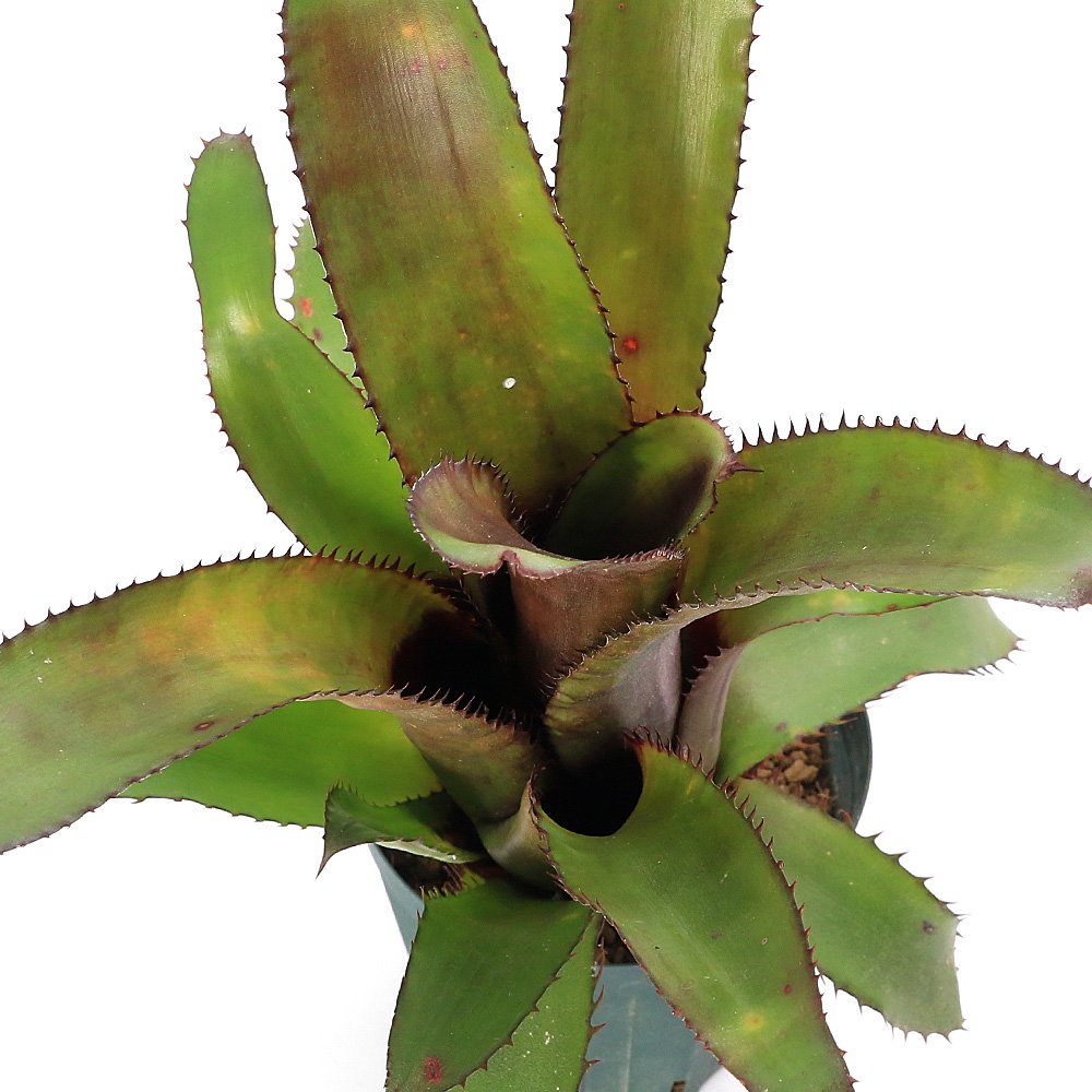 （観葉植物）エクメア　ハイブリッド　４号（１鉢）　ＣＲＣ15―30―20―22―00