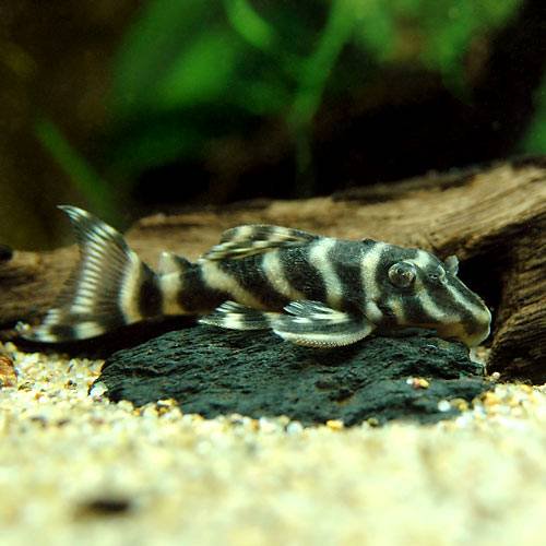 （熱帯魚）コロンビア・ガットタイガープレコ（ワイルド）（１匹）　北海道・九州航空便要保温　ＣＲＣ13―44―20―00―00