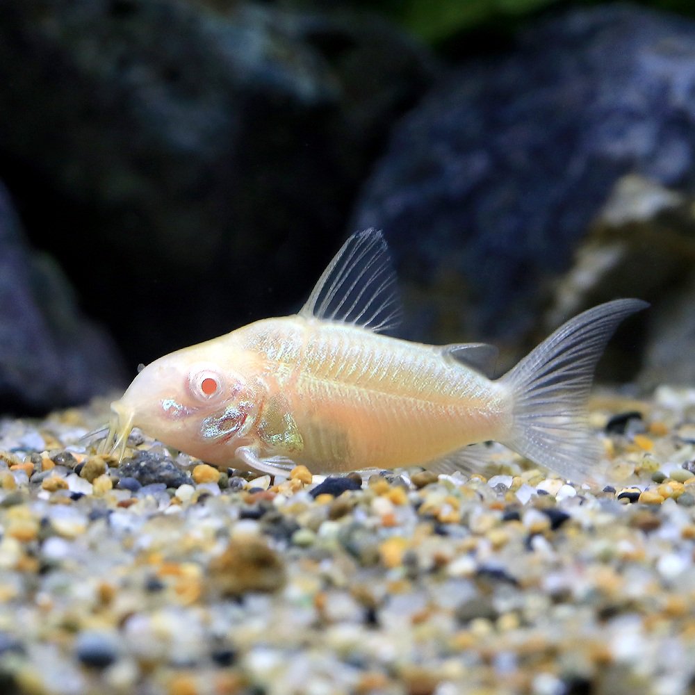 （熱帯魚）コリドラス・パンタナルエンシス　アルビノ（ブリード）（１匹）　北海道・九州航空便要保温　ＣＲＣ13―36―30―00―00