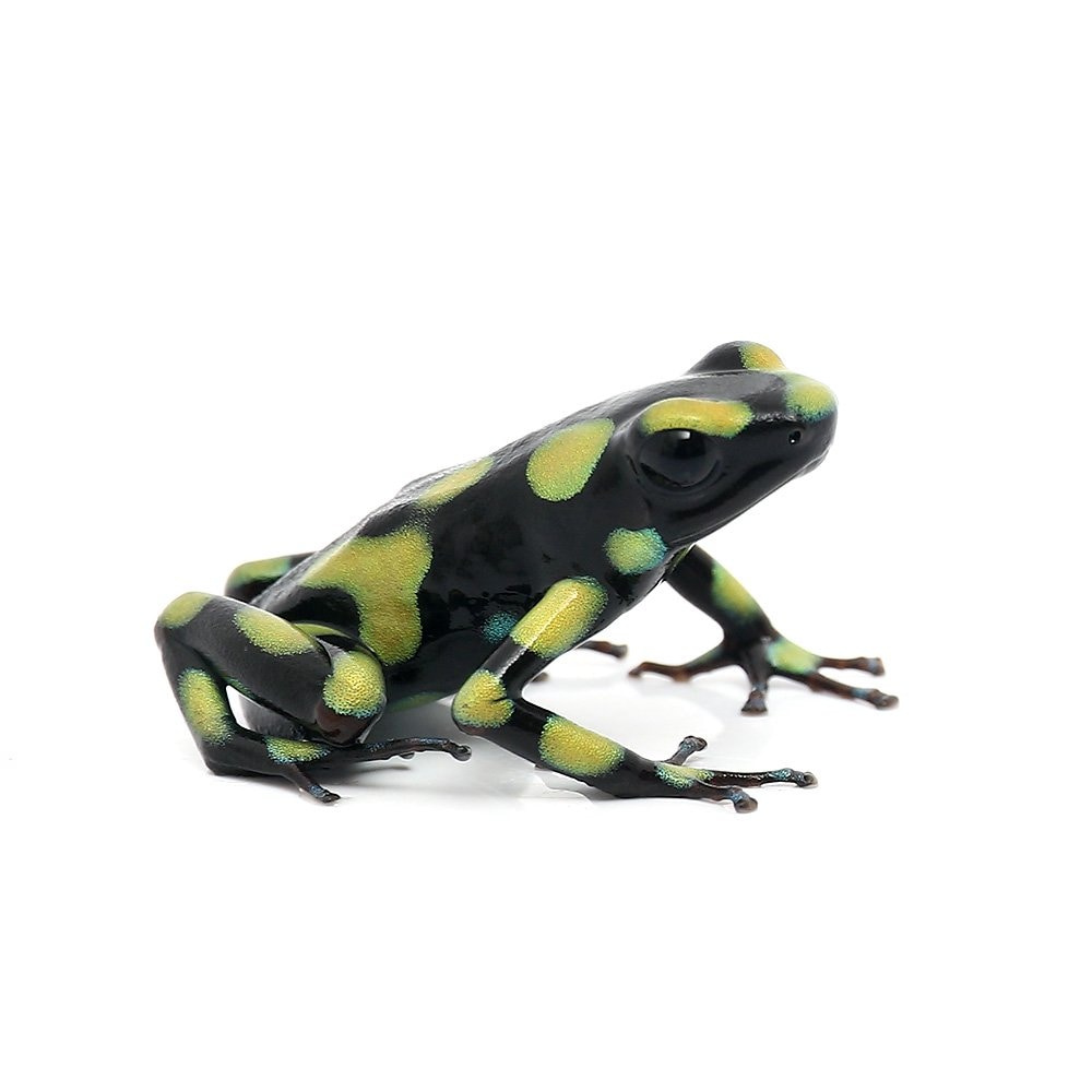 （両生類）マダラヤドクガエル　コロンビアンイエローｃｏｌｏｍｂｉａｎ　ｙｅｌｌｏｗ（１匹）　ＣＲＣ17―05―35―20―00