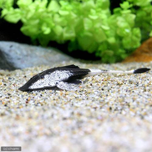 （熱帯魚）カメレオン・ロリカリア（１匹）　北海道・九州航空便要保温　ＣＲＣ13―40―20―00―00