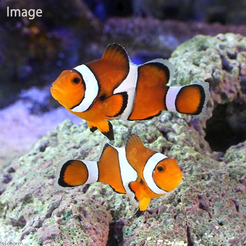 （海水魚）カクレクマノミ　ペア（ワイルド）（１ペア）　北海道・九州航空便要保温　ＣＲＣ26―30―16―10―00