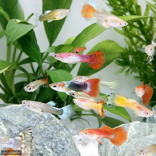 （熱帯魚）外国産ミックスグッピー（５０ペア）　北海道・九州航空便要保温　ＣＲＣ13―12―20―00―00