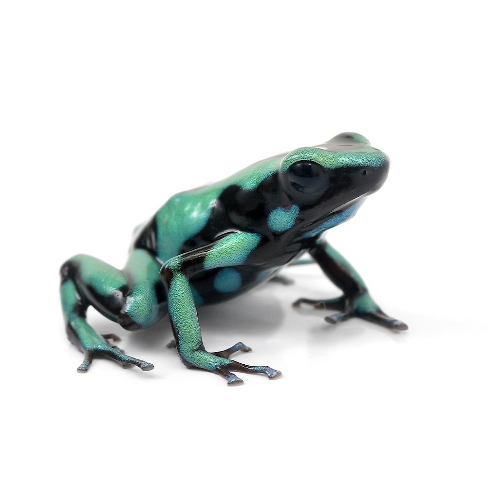 （両生類）マダラヤドクガエル　バイーアソラノｂａｈｉａ　ｓｏｌａｎｏ（１匹）　北海道・九州航空便要保温　ＣＲＣ17―05―35―20―00