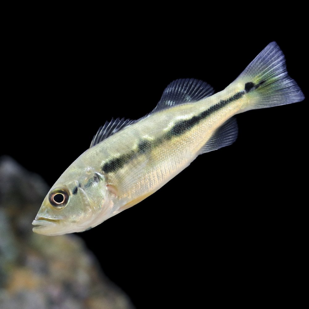 （熱帯魚）キクラｓｐ．ブロコポンド（ブリード）（１匹）　北海道・九州航空便要保温　ＣＲＣ13―28―22―20―00