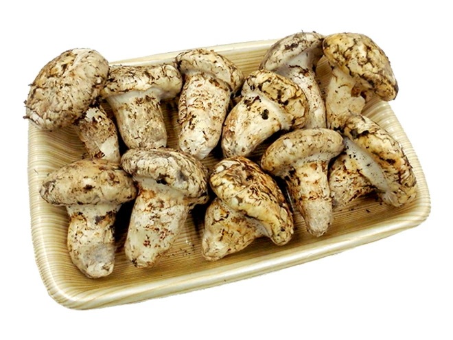 カナダ/北米産 =松茸= 約1kg つぼみ-中椀 大きさおまかせ 予約 9月中下旬以降