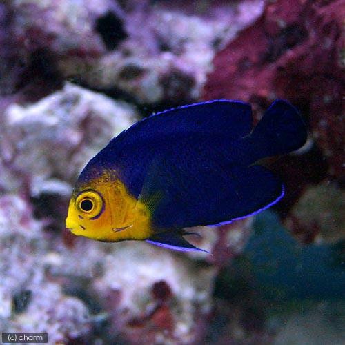 （海水魚）ヤッコ　チェルブピグミーエンゼル（１匹）　北海道・九州航空便要保温　ＣＲＣ26―30―05―10―00