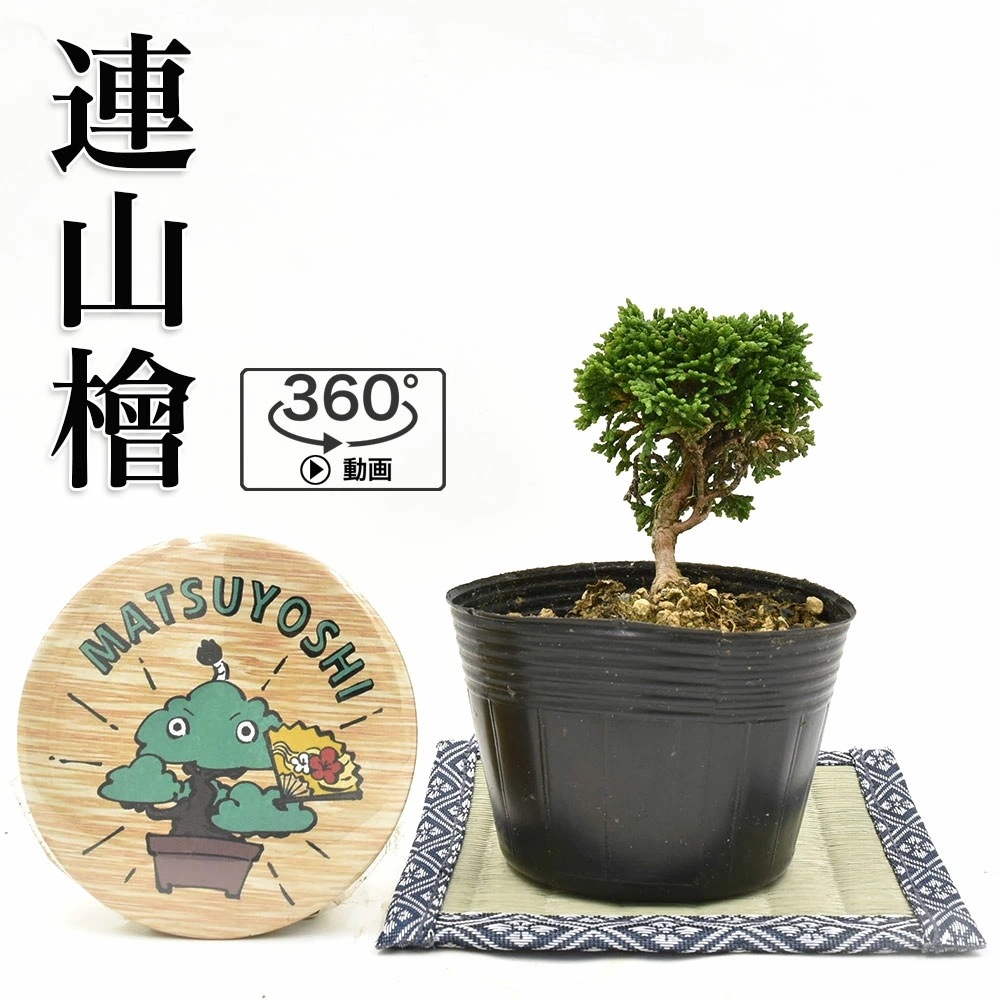 盆栽 連山檜 盆栽用苗木 連山桧 ひのきの盆栽 販売 78％以上節約 bonsai