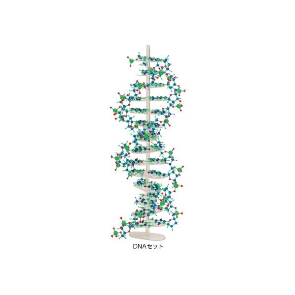 分子構造模型モル/タロウ DNAセット DNA-1