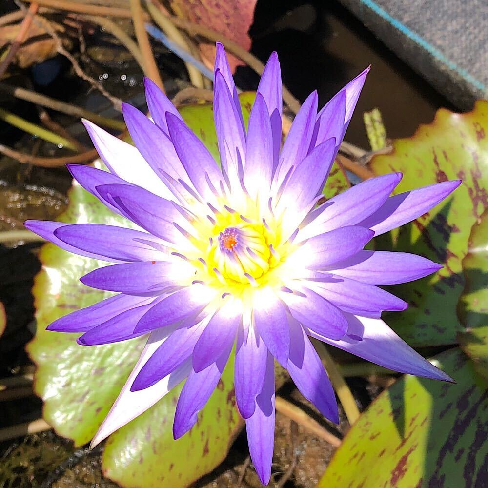 （ビオトープ）睡蓮　熱帯性睡蓮（スイレン）（紫）　アメジスト　ミスト（１ポット）　ＣＲＣ15―10―23―40―00