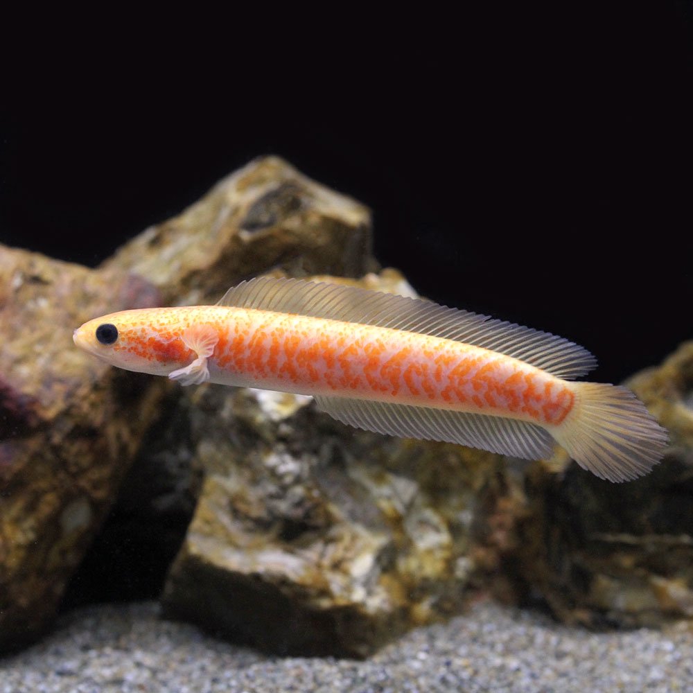 （熱帯魚）コウタイ　ゴールデンギャラクシー（１匹）　北海道航空便要保温　ＣＲＣ13―32―20―00―00