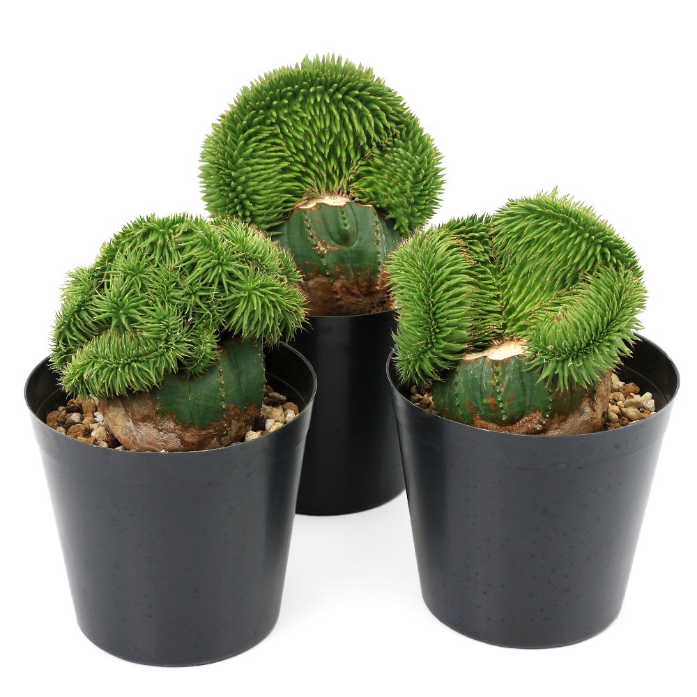 （多肉植物）ユーフォルビア　スザンナエ　綴化　３号（１株）　ＣＲＣ15―60―60―00―00