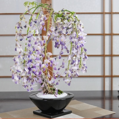 盆栽 藤 中サイズ　あすか黒S　受け皿付き 藤盆栽 鉢植え 花盆栽 ギフト 贈り物 おしゃれ モダン インテリア 一才藤 鉢花