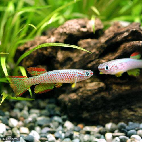 （熱帯魚）アフィオセミオン・ガブネンセ　ガブネンセ（１ペア）　北海道・九州航空便要保温　ＣＲＣ13―17―99―00―00