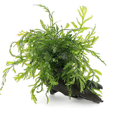 （水草）巻きたて ボルビティス ヒュディロティ 流木 Ｍサイズ（約２０ｃｍ）（水中葉）（無農薬）（１個） ＣＲＣ12―59―00―00―00