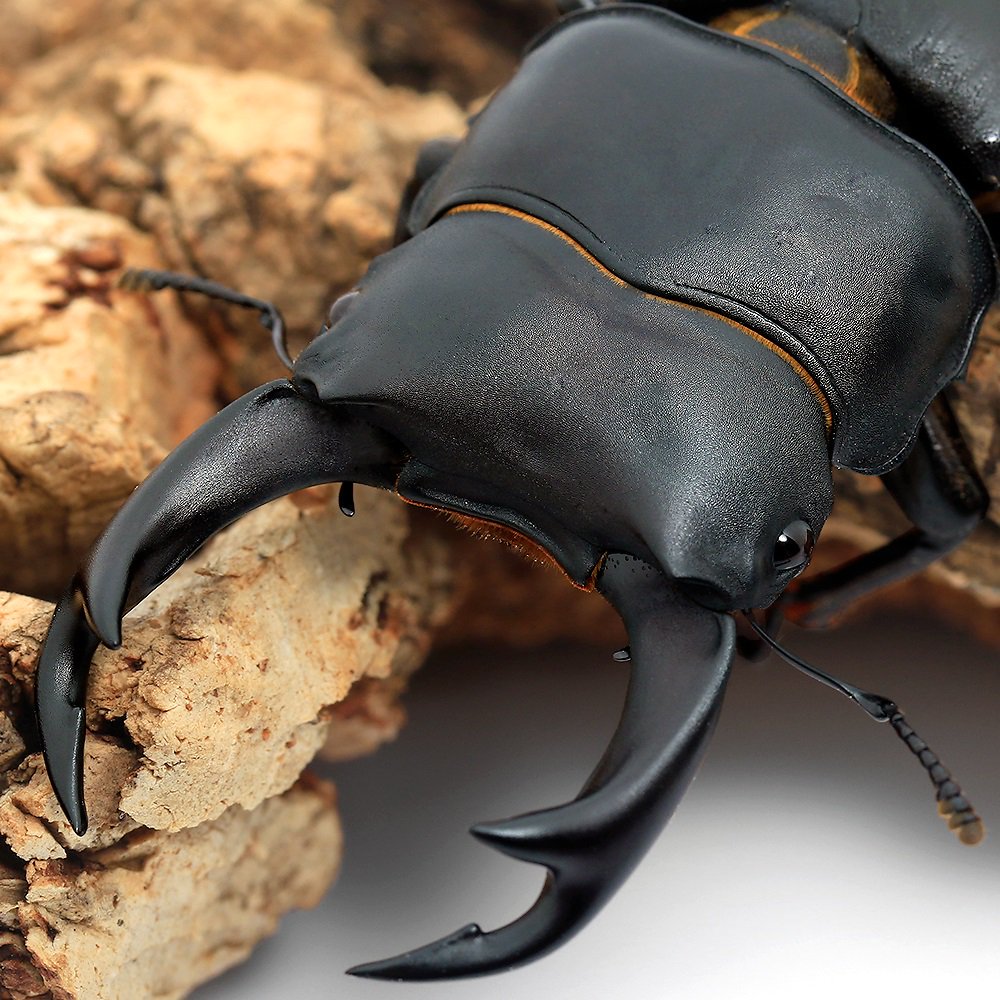 オオクワガタ　♂のみ20頭　国産オオクワガタ 極太血統阿古谷産 国産オオクワガタ 赤目ライン 成虫ペア