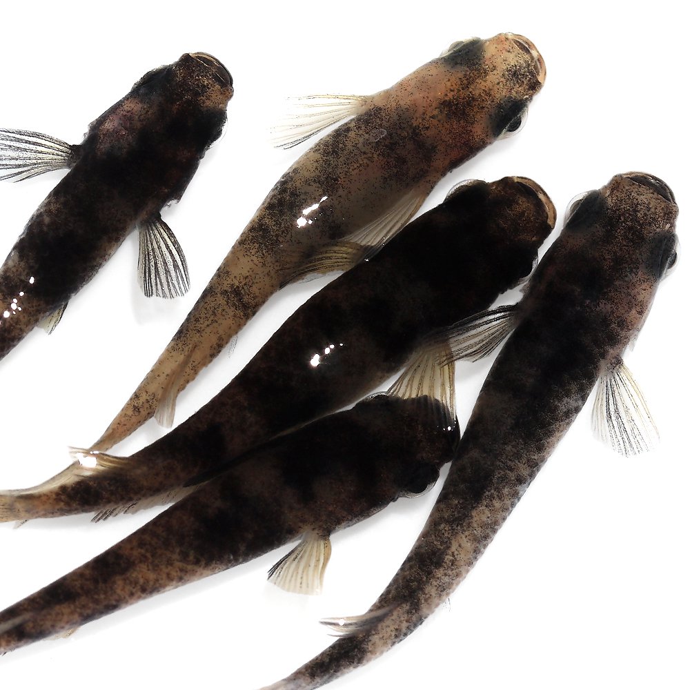 （めだか）和墨メダカ　桃ちゃんメダカブリード（１０匹）　ＣＲＣ60―20―22―70―30